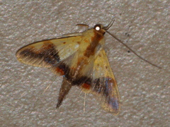Tetracona pictalis
