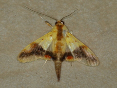 Tetracona pictalis