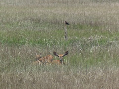 Odocoileus virginianus