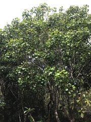 Cheirodendron platyphyllum