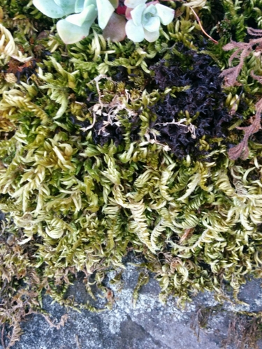 Image of Homalothecium aureum by (c) Kem Luther, some rights reserved (CC BY-SA)