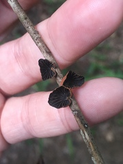 Anthracophyllum