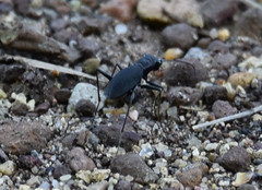 Dromochorus pilatei