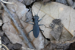 Dromochorus pilatei