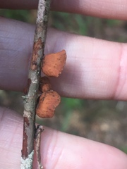 Anthracophyllum