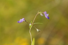 Collinsia grandiflora