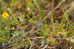 Collinsia grandiflora