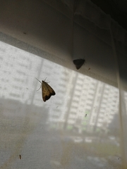 Evergestis extimalis