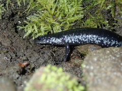 Plethodon chattahoochee