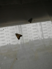 Evergestis extimalis