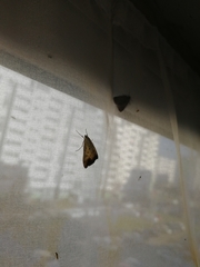 Evergestis extimalis