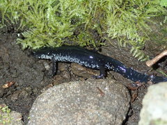 Plethodon chattahoochee