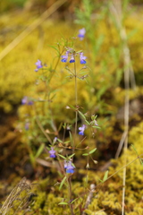Collinsia grandiflora