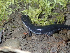 Plethodon chattahoochee