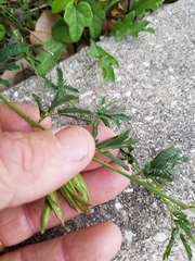 Desmanthus acuminatus