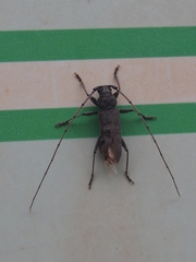 Stromatium longicorne