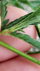 Desmanthus acuminatus