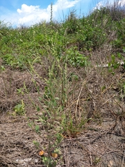 Chenopodium acuminatum virgatum