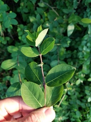 Lonicera albiflora