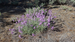 Lupinus excubitus austromontanus