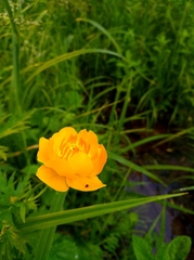Trollius