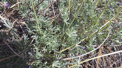 Lupinus excubitus austromontanus