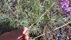Lupinus excubitus austromontanus