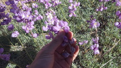 Lupinus excubitus austromontanus