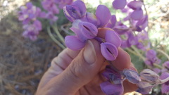 Lupinus excubitus austromontanus