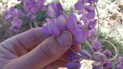 Lupinus excubitus austromontanus
