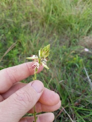 Oenothera hispida