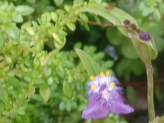 Cyanotis fasciculata