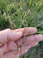 Panicum hallii filipes