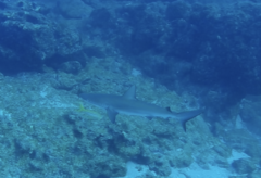 Carcharhinus galapagensis