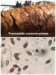 Truncatella conorum-piceae