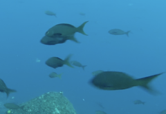 Cephalopholis colonus