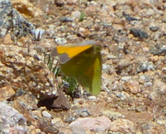 Colias meadii
