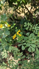 Coronilla