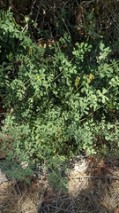 Coronilla