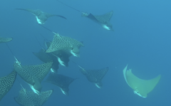 Rhinoptera steindachneri