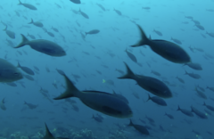 Cephalopholis colonus