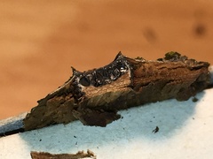 Biscogniauxia marginata