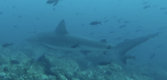 Carcharhinus galapagensis