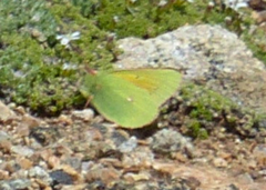 Colias meadii