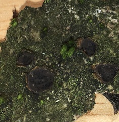 Biscogniauxia marginata