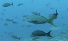 Cephalopholis colonus