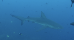 Carcharhinus galapagensis
