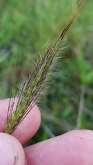 Dichanthium sericeum