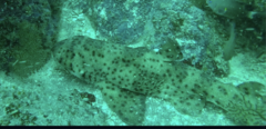 Heterodontus quoyi