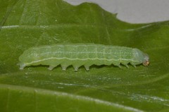Orthosia hibisci